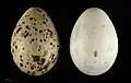 Œufs de Larus argentatus argenteus -  Muséum de Toulouse.