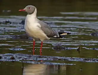 Description de cette image, également commentée ci-après