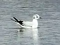 Posée sur l'eau