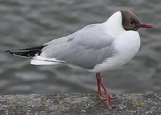 genre Chroicocephalusmouette rieuse