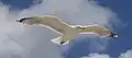 Larus argentatus argenteus.