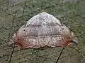 Laspeyria flexula(Boletobiinae, Aventiini)