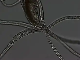 Halammohydra octopodides, une Actinulida