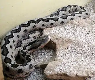 Description de l'image Lataste's viper.jpg.