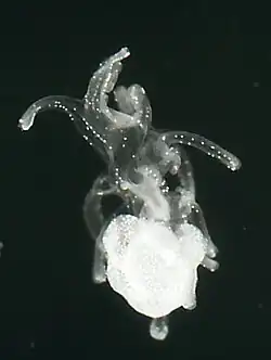 Larve brachiolaire d'étoile de mer.