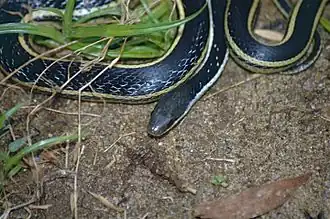 Description de l'image Lateral Water Snake (Thamnosophis lateralis) (9598851968).jpg.