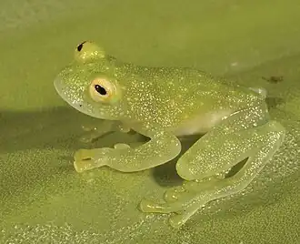 Description de l'image Lateral view of Hyalinobatrachium pellucidum.jpg.