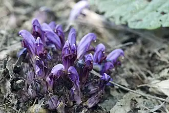 Lathrée clandestine à Néons-sur-Creuse.