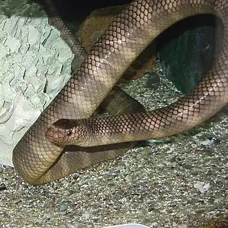 Description de l'image Laticauda semifasciata.jpg.