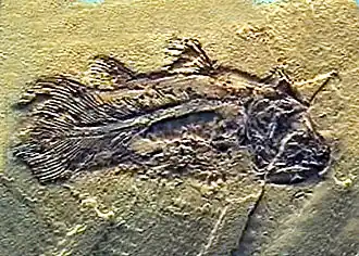 Undina penicillata