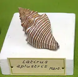 Latirus aplustris