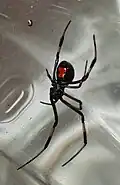 L. mactans en vue ventrale