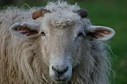 Mouton latxa