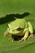 Petite grenouille verte sur une feuille.