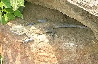 Description de l'image Laudakia tuberculata, Uttarakhand, India.jpg.