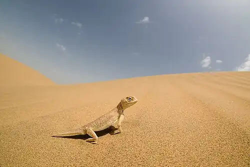 Description de l'image Laungwala toad-headed agama.jpg.