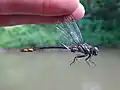 Stylurus laurae.
