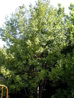 Laurus azorica