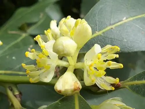 Fleurs mâles