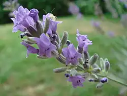 Lavande