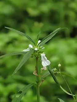 Leucas Aspera, le petit Thombé