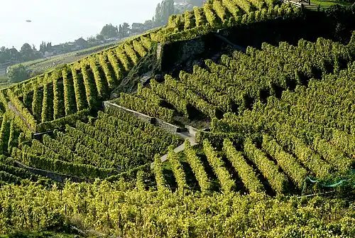 Lavaux, vignoble et hautains et en terrasses.