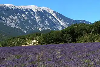 Champ de lavande près du mont Ventoux, au nord-est.