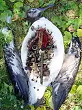Ventre d'un albatros rempli de matières plastiques non dégradées.