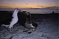 Adulte avec son poussin