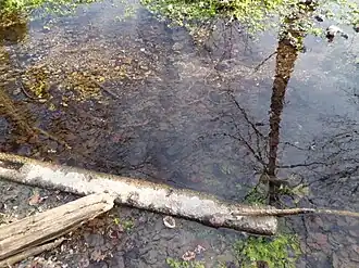 Le Fouillebroc à sa source