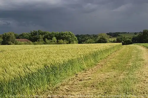 Champ de blé situé sur la commune.