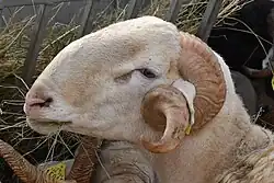 Tête de bélier.