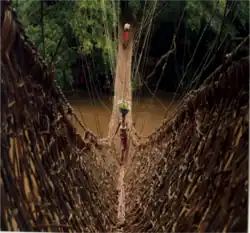 Pont de liane sur le Diani