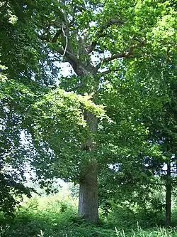 Le Rescapé, arbre remarquable.