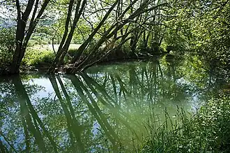 Le Suran à hauteur de Broissia (Jura).