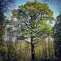 Le «&nbsp;chêne des moines&nbsp;», classé arbre remarquable de France