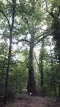 Le grand platane occidental du parc du château.