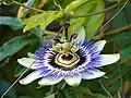 Zoom sur une fleur du jardin médiéval
