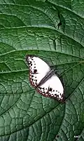 Cymothoe caenis.