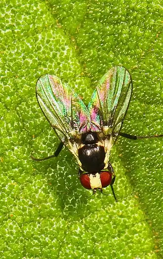 Description de l'image Leaf Miner Fly - Calycomyza species, Fern Forest Nature Center, Coconut Creek, Florida.jpg.