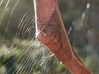 Description de l'image Leaf curling spider detail (3375391480).jpg.