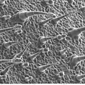 Trichomes de Nicotiana alata