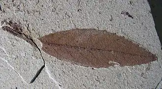 Feuille.