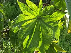 Feuille.