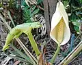 Nouvelle feuille et inflorescence.