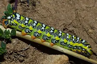 Chenille