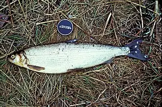 Coregonus sardinella.