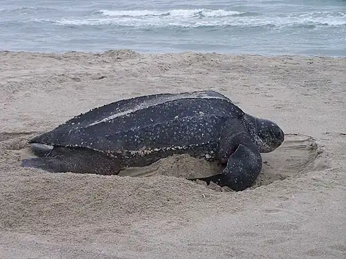 Tortue luth