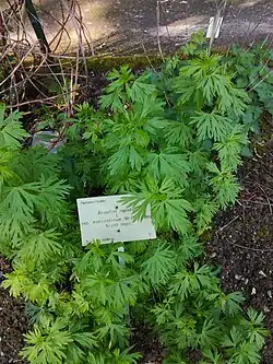Plant non fleuri