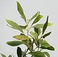 rameau feuillé d’Acacia mangium (à Calcutta, Inde)